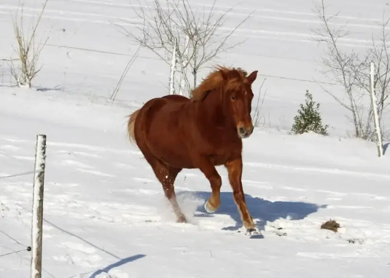 La neige au Clos Yakari