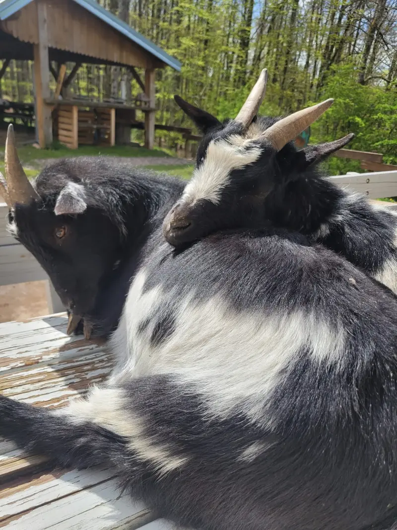 ferme pédagogique
