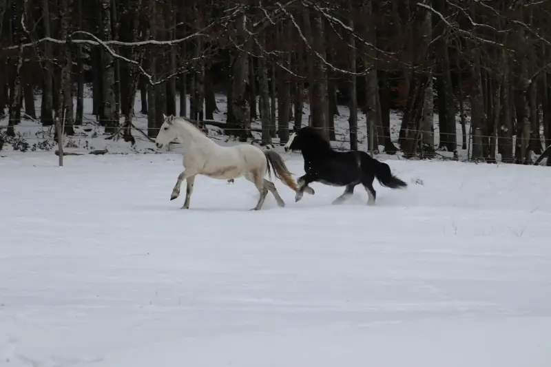 La neige au Clos Yakari