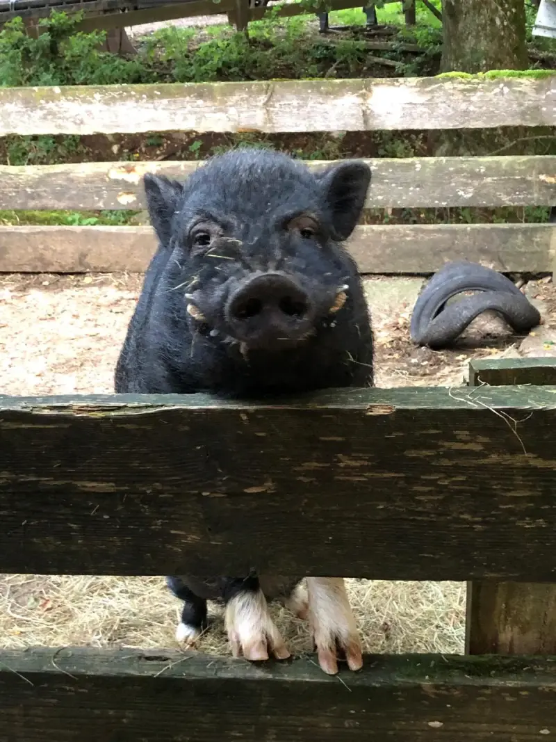 ferme pédagogique