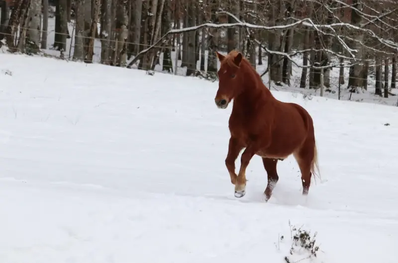 La neige au Clos Yakari