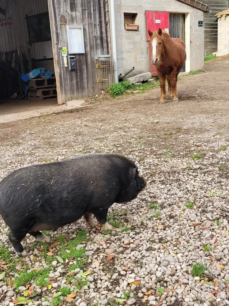 ferme pédagogique