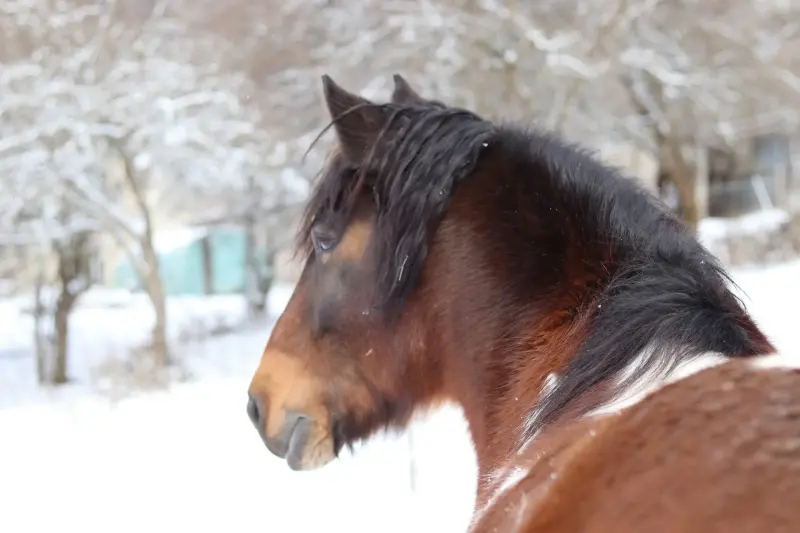 La neige au Clos Yakari