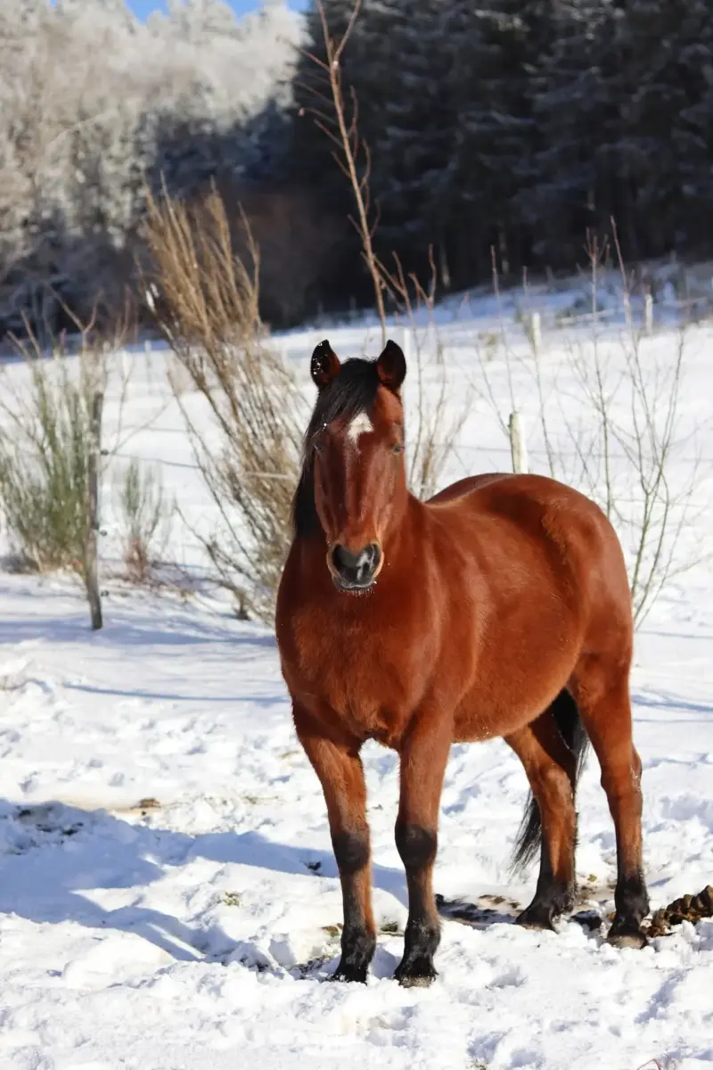 La neige au Clos Yakari