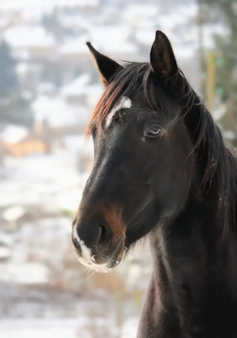 La neige au Clos Yakari