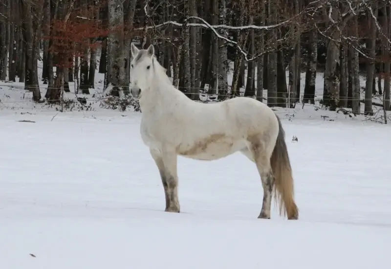 La neige au Clos Yakari